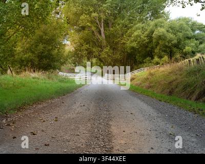 Road, car background, automotive backplate, tranquil country road lined with trees Stock Photo