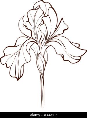 Iris flower side profile botanical vector fine line drawing, black white botanical ink illustration in timeless style for branding, packaging Stock Vector