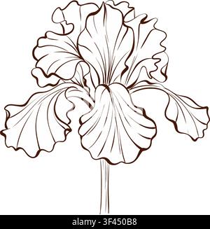 Iris flower side view botanical vector outline drawing, black white botanical engraving in Victorian style for luxury branding, stationery, packaging Stock Vector