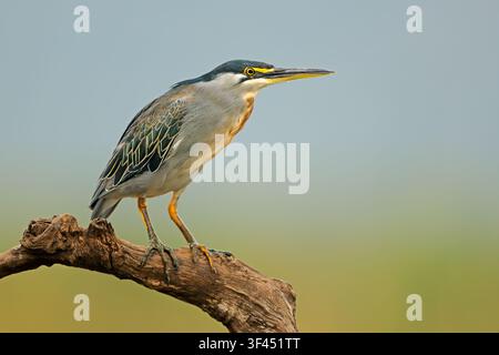 An alert green-backed heron (Butorides striatus) perched on a branch, South Africa Stock Photo