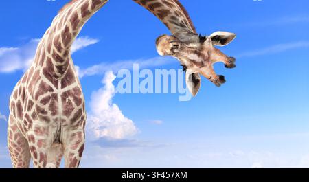 Giraffe face head hanging upside down. Cute giraffe looks interested. Animal stares interested on blue sky background. Curious giraffe peers down from Stock Photo