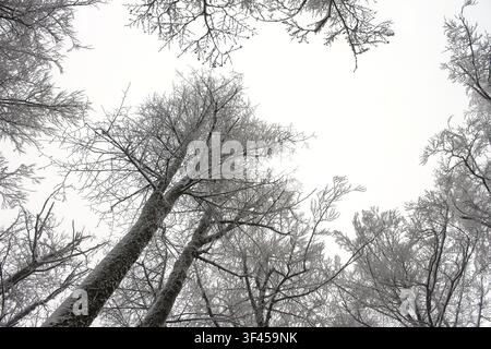 A dramatic low-angle shot looking up at a dense canopy of snow and frost-laden tree branches against a cloudy winter sky in Delnice, Croatia. Stock Photo