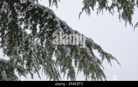 Thick fresh snow weighing down evergreen cedar branches against a bright overcast winter sky. Stock Photo