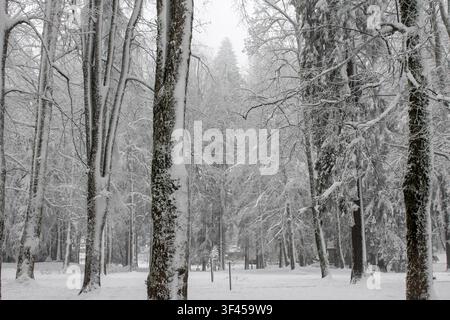 Tall tree trunks clad in fresh white snow in a quiet, foggy forest park in Delnice, Croatia. Stock Photo