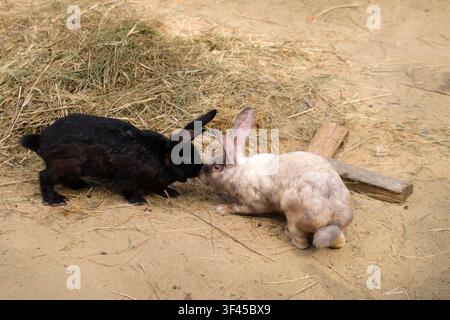 Two domestic rabbits interacting on a hay covered ground. Black and white bunnys touching noses in a friendly embrace. Wildlife nature concept with fl Stock Photo