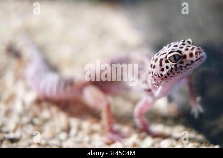 Leopard gecko crawling on sand in terrarium. Small spotted lizard exploring its natural habitat. Exotic reptile wildlife photography for education and Stock Photo
