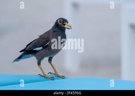 Nahaufnahme eines Hirtenmainas. *** Close-up of a common myna  RECORD DATE NOT STATED Stock Photo