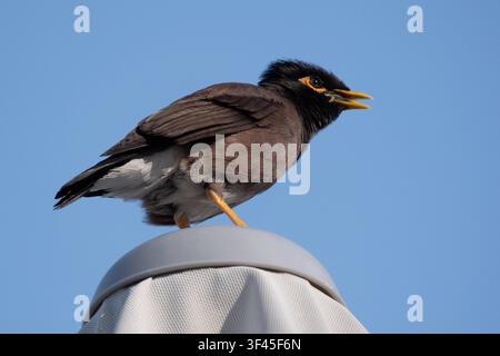 Nahaufnahme eines Hirtenmainas. *** Close-up of a common myna  RECORD DATE NOT STATED Stock Photo