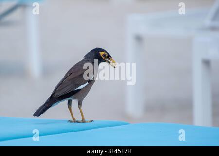 Nahaufnahme eines Hirtenmainas. *** Close-up of a common myna  RECORD DATE NOT STATED Stock Photo