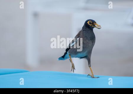 Nahaufnahme eines Hirtenmainas. *** Close-up of a common myna  RECORD DATE NOT STATED Stock Photo