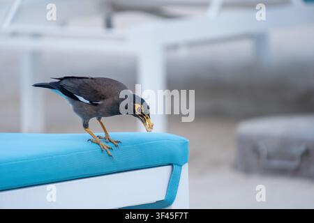 Nahaufnahme eines Hirtenmainas. *** Close-up of a common myna  RECORD DATE NOT STATED Stock Photo