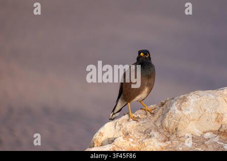 Nahaufnahme eines Hirtenmainas. *** Close-up of a brown-headed myna  RECORD DATE NOT STATED Stock Photo
