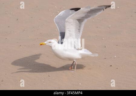 Photo picture of Single seagull in flight on grey sky Stock Photo
