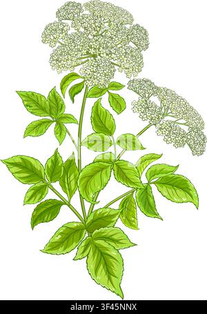Angelika Plant Colored Detailed Illustration. Stock Vector
