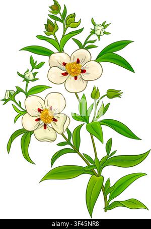 Cistus Plant Colored Detailed Illustration. Stock Vector