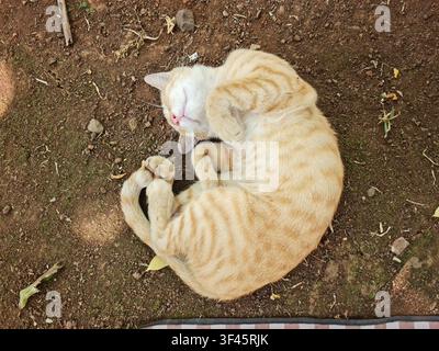 Top-down view of a cute ginger tabby cat sleeping peacefully on the brown earth. The cat is curled in a ball, showcasing its striped fur and relaxed p Stock Photo