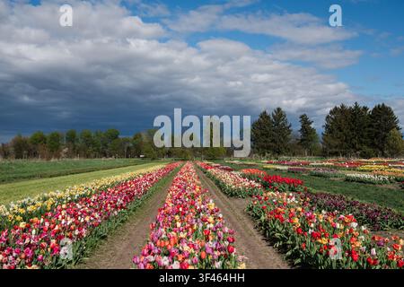 Colorful Tulip Fields Under Dramatic Spring Clouds in Michigan Stock Photo