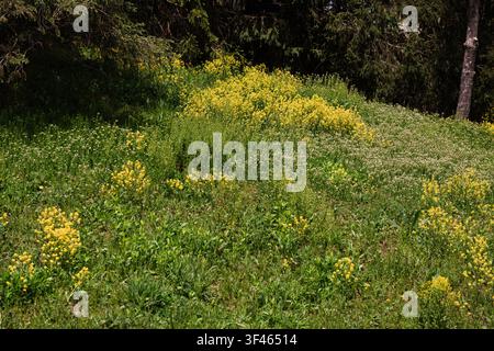 Wildflower Meadow Blooming Along a Woodland Edge in Spring Stock Photo
