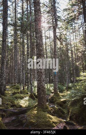 Morning light shines on a mossy forest trail in Maine. Stock Photo