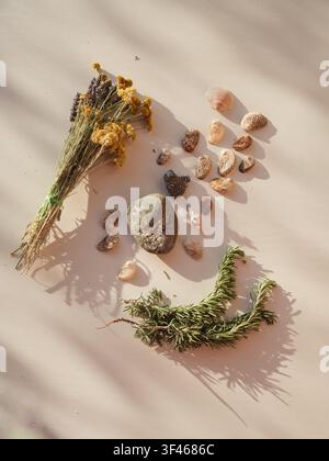 Sardinian wildflowers, stones, shells on white in sunlight Stock Photo