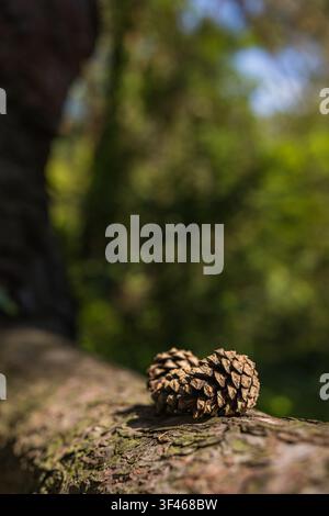 Pine Cones Resting on Tree Trunk with Soft Forest Bokeh Background Stock Photo