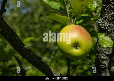 Hand Holding Fresh Ripe Apple on Tree Branch in Sunny Orchard Stock Photo