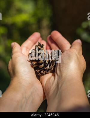 Hands Holding Pine Cones in Sunlight with Blurred Forest Background Stock Photo