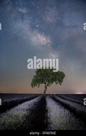 Milky Way night sky over lavender field and lone oak tree Stock Photo