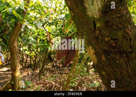 Ripe cacao pods growing on a tree trunk Stock Photo