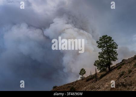 Thick smoke billows from a forest wildfire Stock Photo