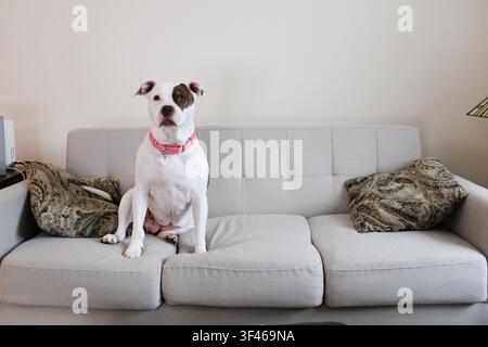 A white pit bull dog sits on a gray sofa with pink collar Stock Photo
