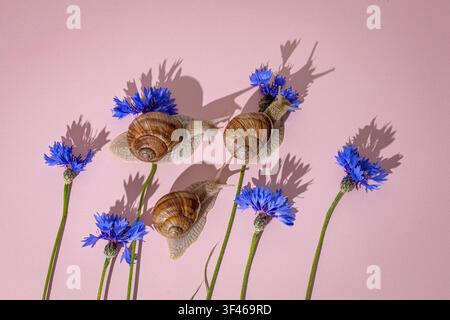 Three garden snails crawling on blue cornflowers Stock Photo