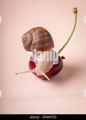 A small garden snail crawling on a red cherry Stock Photo