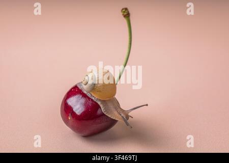 Small garden snail crawling on a red cherry Stock Photo