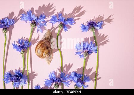 Snail summer composition with blue cornflowers and hard shadows. Stock Photo