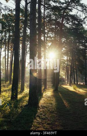 Golden morning sun shines through pine trees Stock Photo
