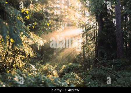 Golden sunbeams streaming through a lush forest Stock Photo