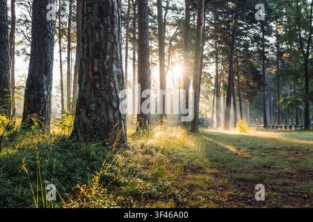 Morning sunbeams shining through a pine forest Stock Photo