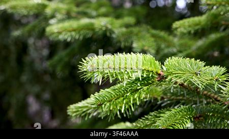 Evergreen branch features lush green needles of Nordmann fir. Bright spring growth emerges on symmetrical twigs of beautiful conifer tree, creating vi Stock Photo