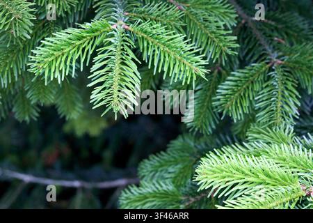 Vibrant green branches of Abies alba close up. Fresh evergreen needles on soft coniferous twigs showcase detailed textures of lush alpine forest veget Stock Photo