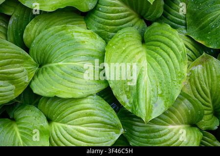 A top-down, close-up photograph of vibrant green hosta leaves covered in water droplets. The broad, heart-shaped leaves feature prominent parallel vei Stock Photo