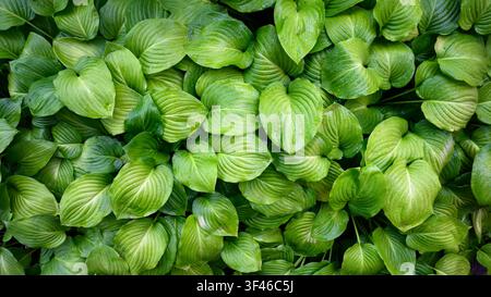 An overhead view of a dense cluster of green hosta leaves covered in small water droplets. The broad, heart-shaped leaves overlap each other, creating Stock Photo