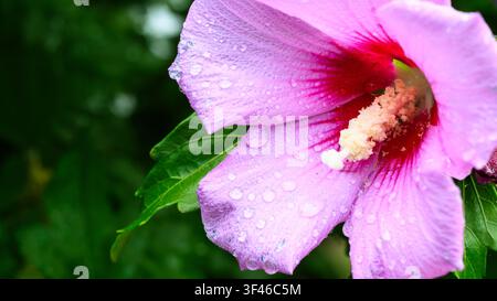 A macro photograph of a pink hibiscus flower in bloom, featuring clear water droplets resting on its textured petals. The flower has a dark magenta ce Stock Photo