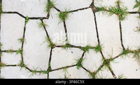 A top-down view of a paved outdoor surface made of light grey, irregularly shaped concrete stones. Green grass and small weeds are growing out of the Stock Photo