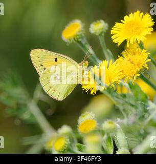 Male Pale Clouded Yellow butterfly Colias hyale feeding on Common Fleabane - Somerset UK Stock Photo