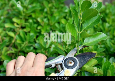 Gardener hand pruning hedge branches with secateurs in sunny garden close up Stock Photo
