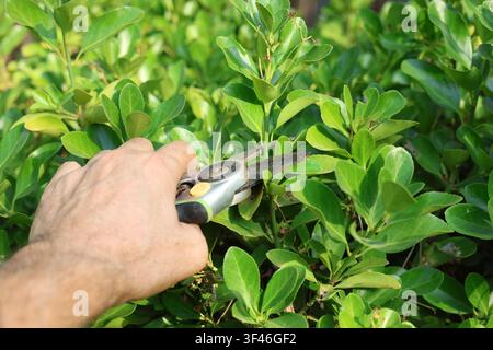 Gardener hand pruning hedge branches with secateurs in sunny garden close up Stock Photo