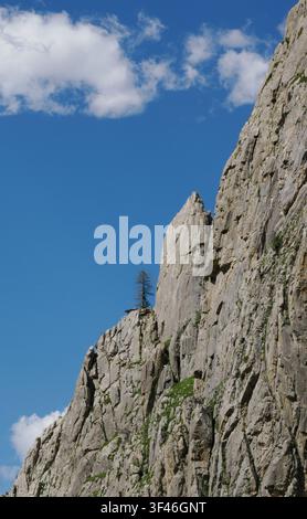 Lone pine tree growing in a precarious site on a cliff face in the Valle Maira in the Piedmont region of the Italian Alps Stock Photo