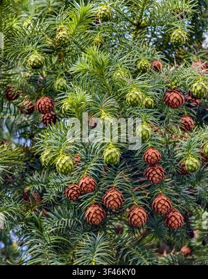Close-up of a pine tree with green young and mature brown pine cones among dense evergreen needles natural seasonal development. Nature background Stock Photo