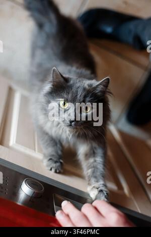 Fluffy gray cat with bright yellow eyes begging for food in the kitchen. Hungry domestic pet waiting, funny domestic animal behavior Stock Photo